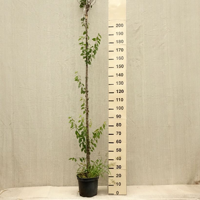 Amostra de Ameixeira Wignon - Prunus domestica Vaso de 7,5 L/10 L, Haste alta tal como entregue no outono