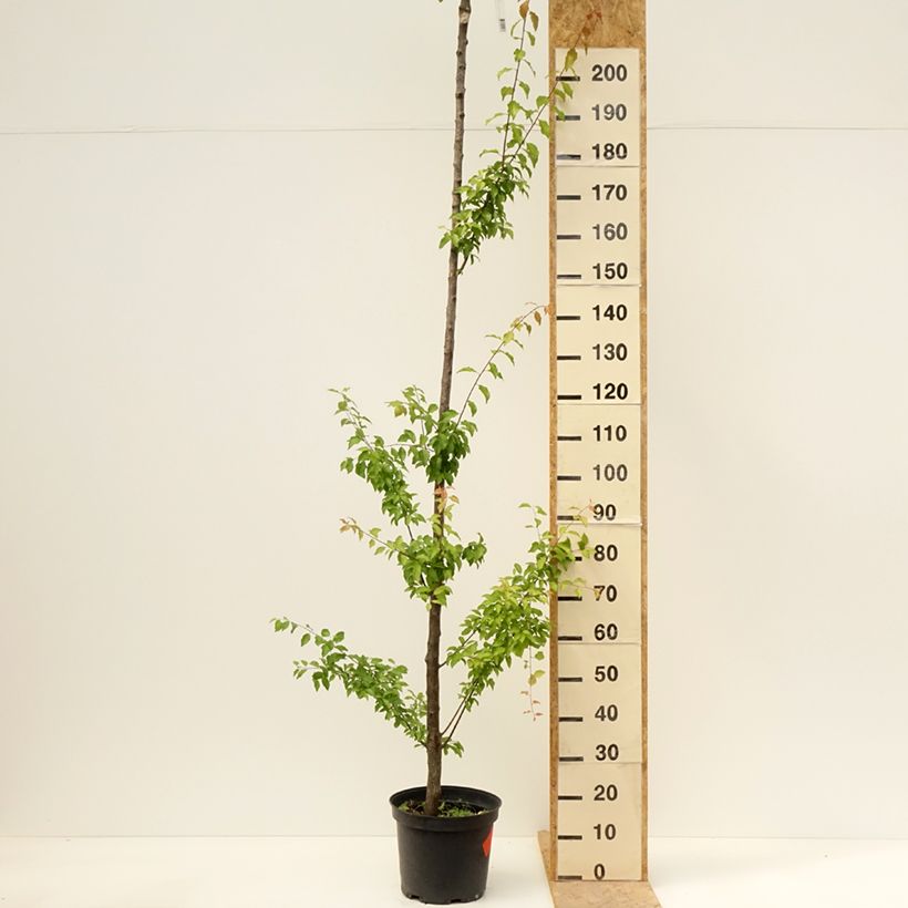 Amostra de Ameixeira Wignon - Prunus domestica Vaso de 7,5 L/10 L, Haste alta tal como entregue na primavera