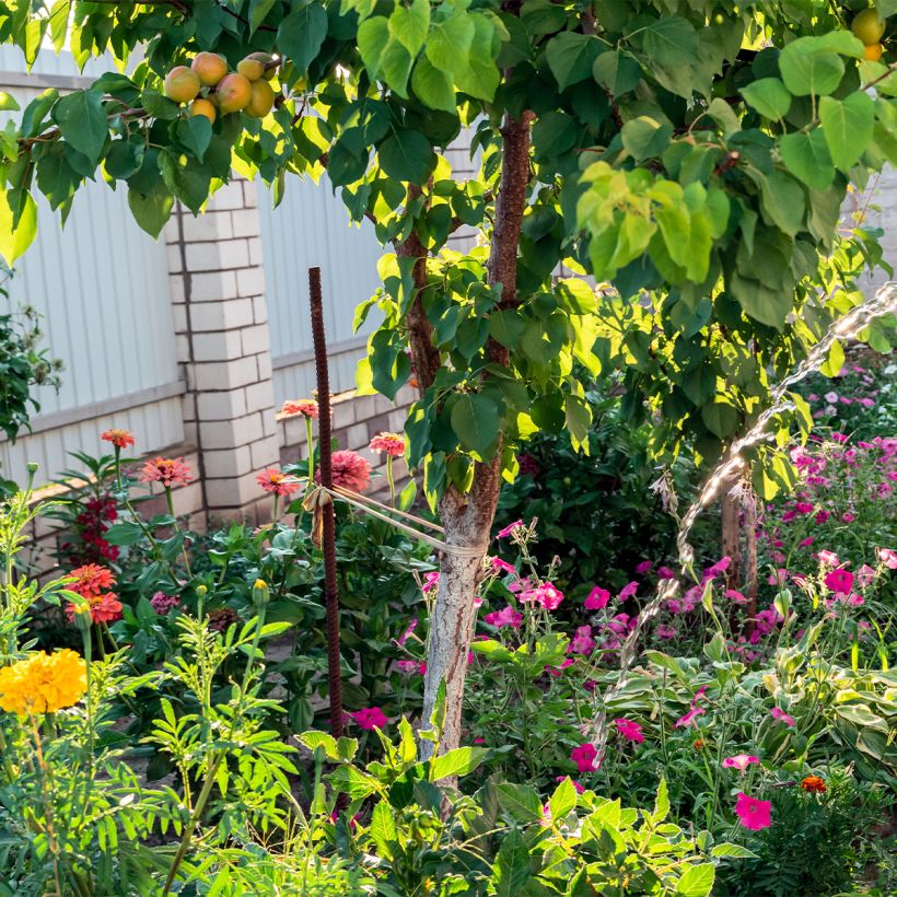 Damasqueiro Compacta - Prunus armeniaca (Hábito)