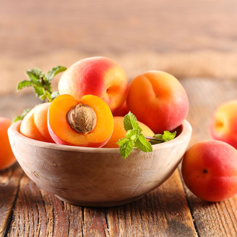 Damasqueiro-anão Nanum - Prunus armeniaca (Colheita)