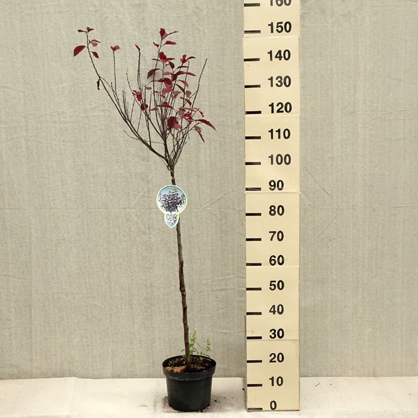 Amostra de Ameixeira roxa Vaso de 4 L/5 L, Haste tal como entregue no outono