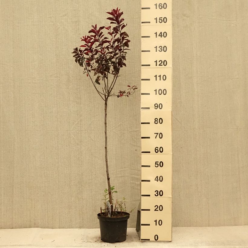 Amostra de Ameixeira roxa Vaso de 4 L/5 L, Haste tal como entregue no verão