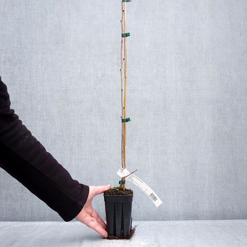 Amostra de Prunus First Blush Vaso de 1 L/1,5 L tal como entregue no inverno