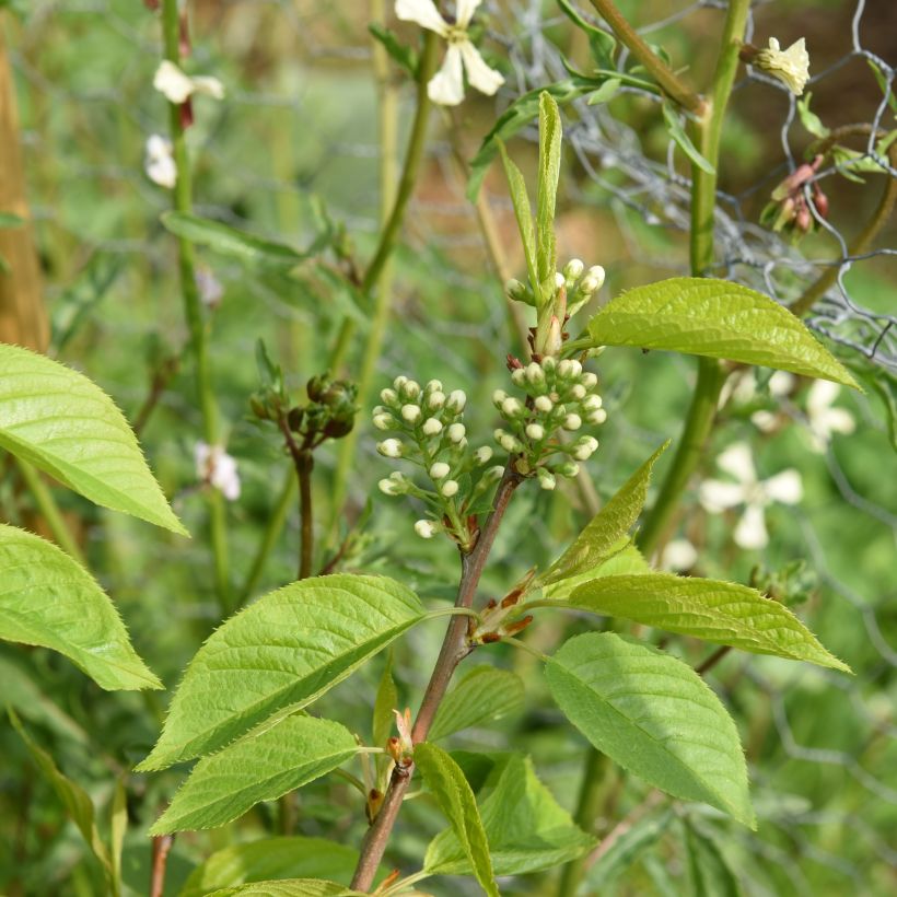 Prunus maackii Amber Beauty (Folhagem)