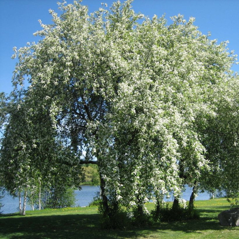 Prunus padus (Hábito)