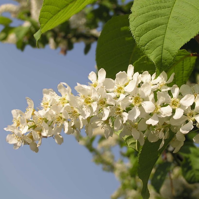 Prunus padus (Floração)