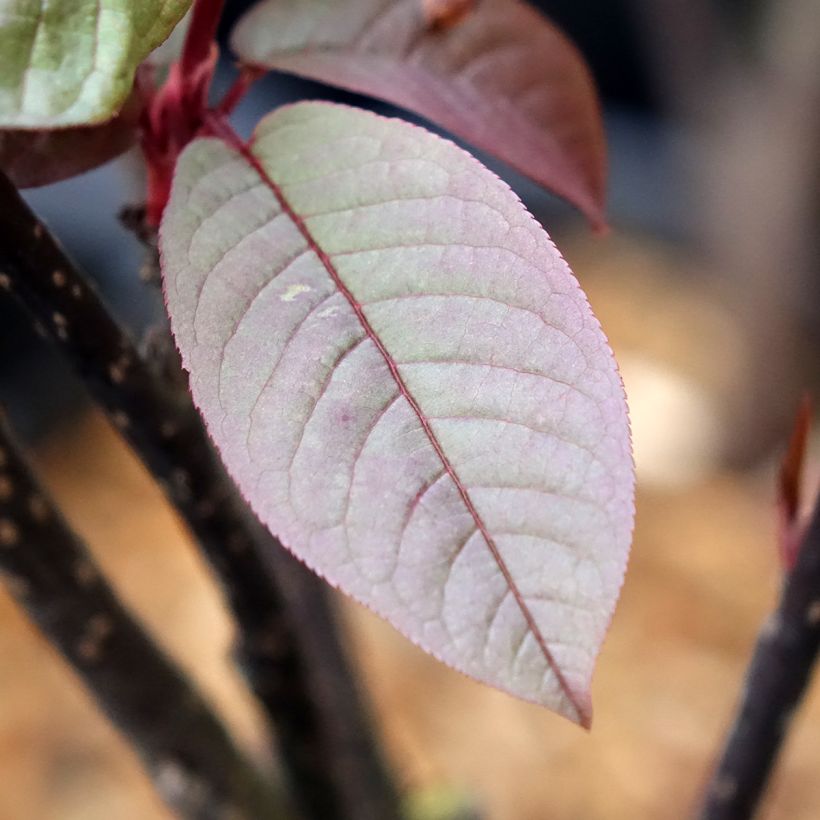 Prunus padus Colorata (Folhagem)