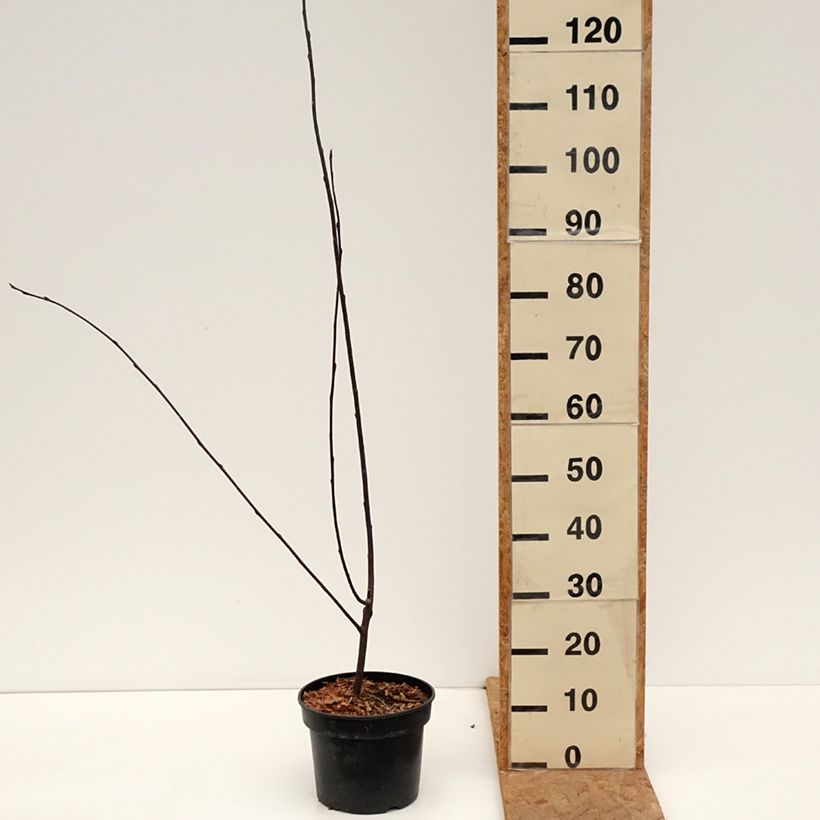 Amostra de Prunus padus Colorata - Cerisier à grappes Pot de 4L/5L tal como entregue no outono