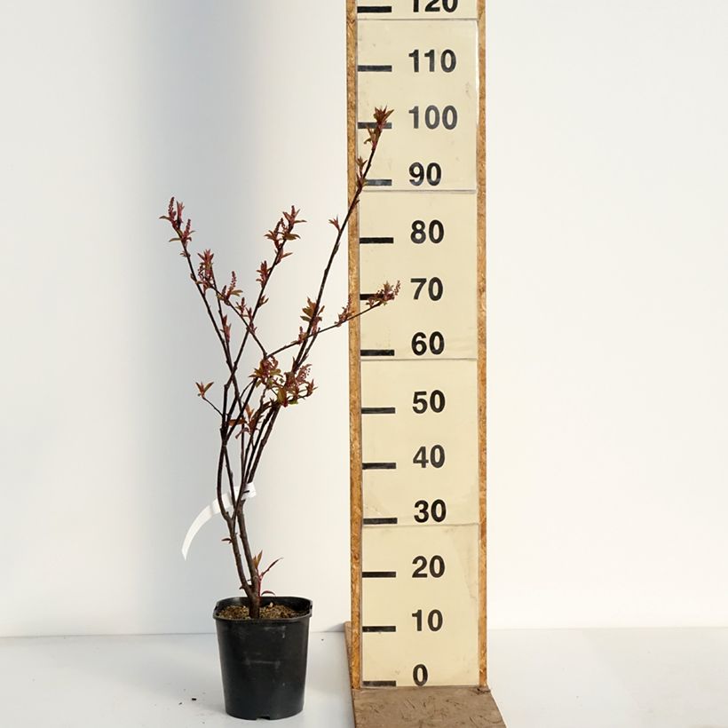 Amostra de Prunus padus Colorata Vaso de 4 L/5 L tal como entregue na primavera