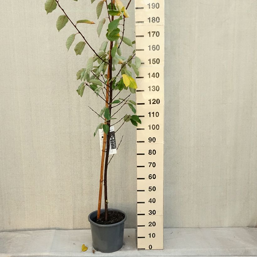 Amostra de Prunus padus Le Thoureil Vaso de 12 L/15 L tal como entregue no outono