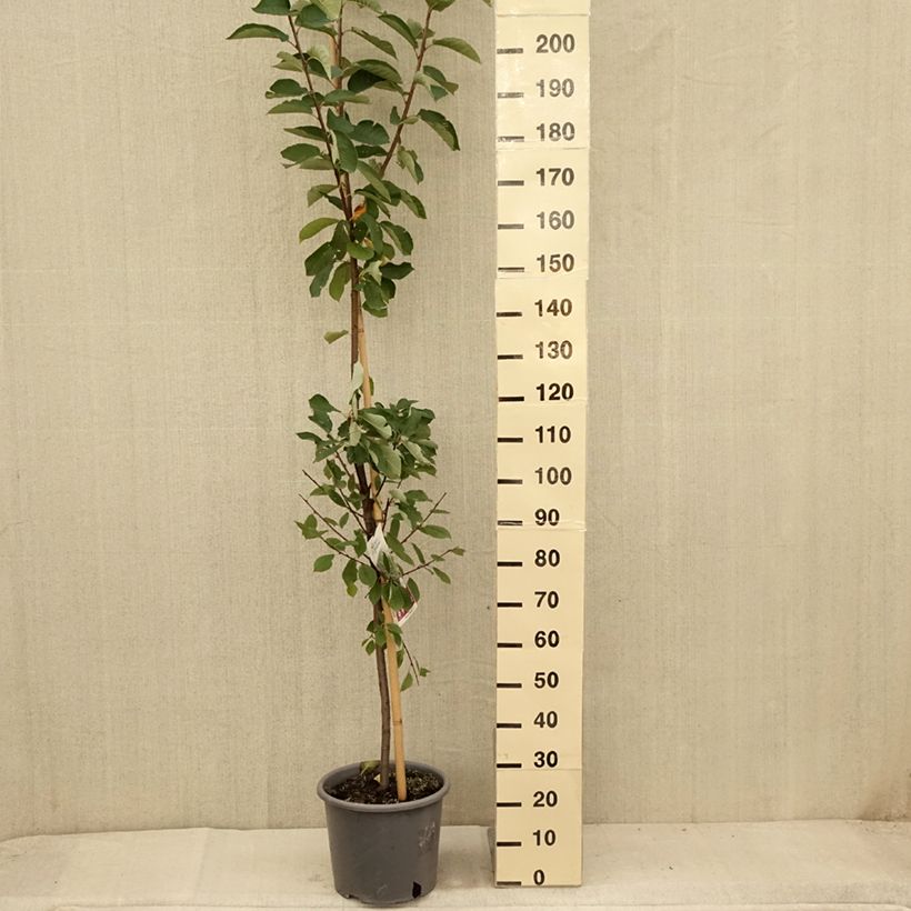 Amostra de Prunus padus Le Thoureil Vaso de 12 L/15 L tal como entregue no verão