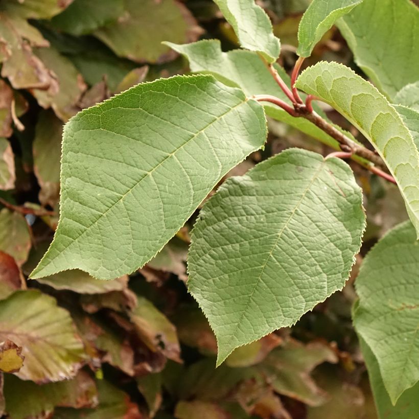 Prunus padus Le Thoureil (Folhagem)
