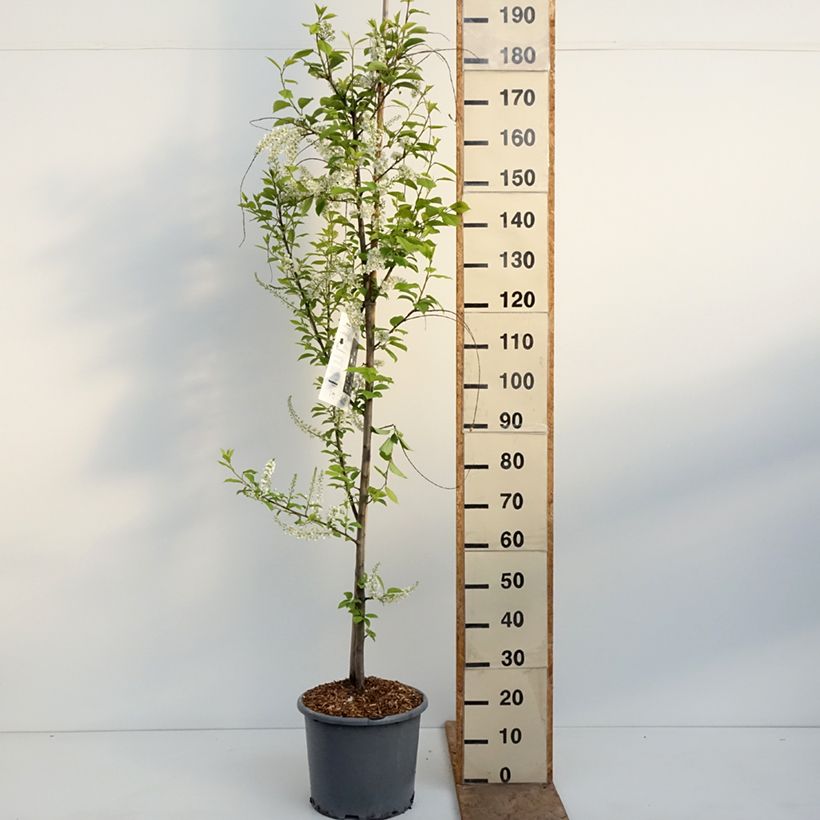 Amostra de Prunus padus Le Thoureil Vaso de 12 L/15 L tal como entregue na primavera