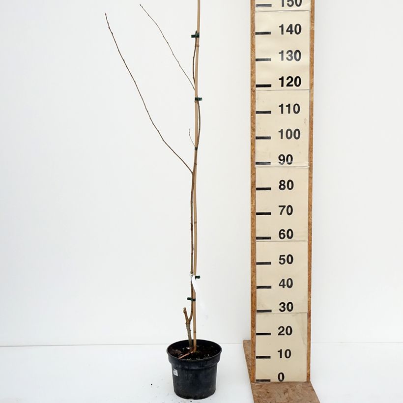 Amostra de Prunus rufa Vaso de 4 L/5 L tal como entregue no inverno