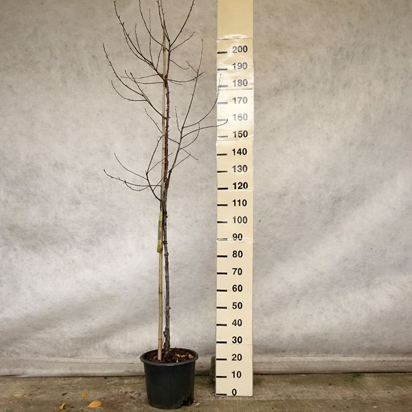 Amostra de Prunus serrula Amber Scots Vaso de 7,5 L/10 L, Brasão tal como entregue no outono