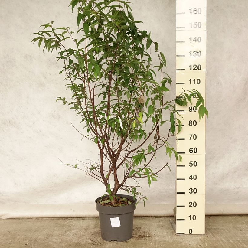 Amostra de Prunus serrula Vaso de 12 L/15 L tal como entregue no verão