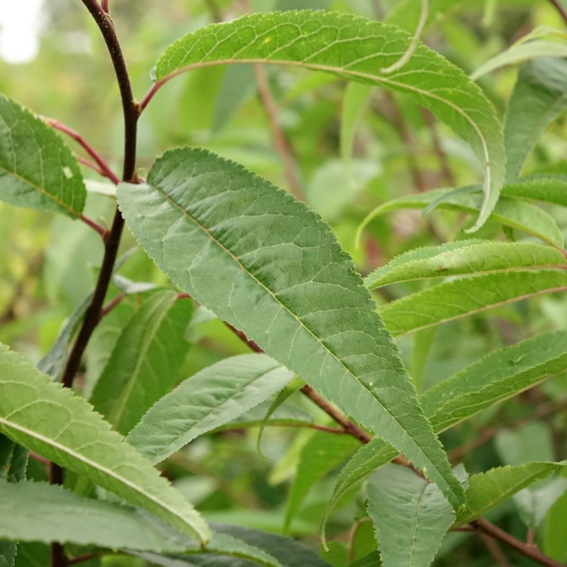 Prunus serrula (Folhagem)