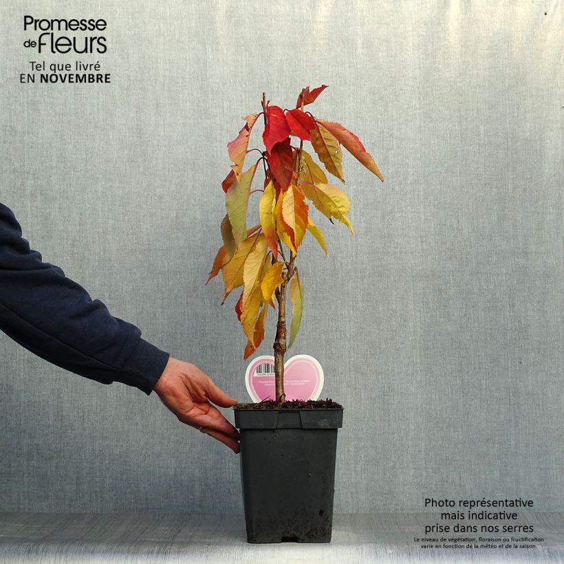 Amostra de Prunus serrulata Amanogawa Vaso de 4 L/5 L tal como entregue no outono