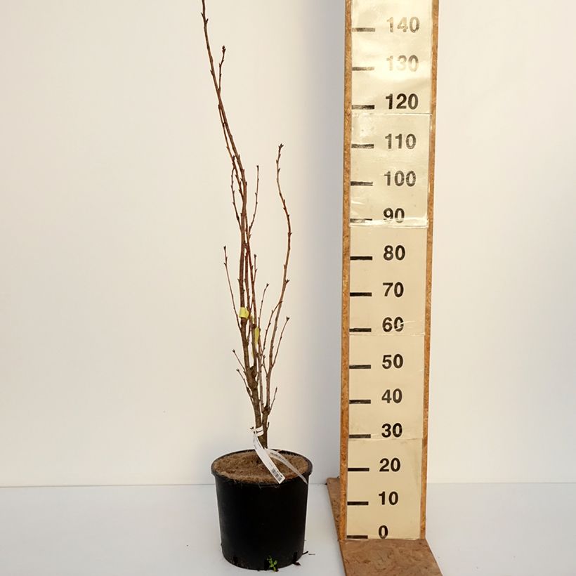 Amostra de Prunus serrulata Amanogawa Vaso de 7,5 L/10 L tal como entregue no outono