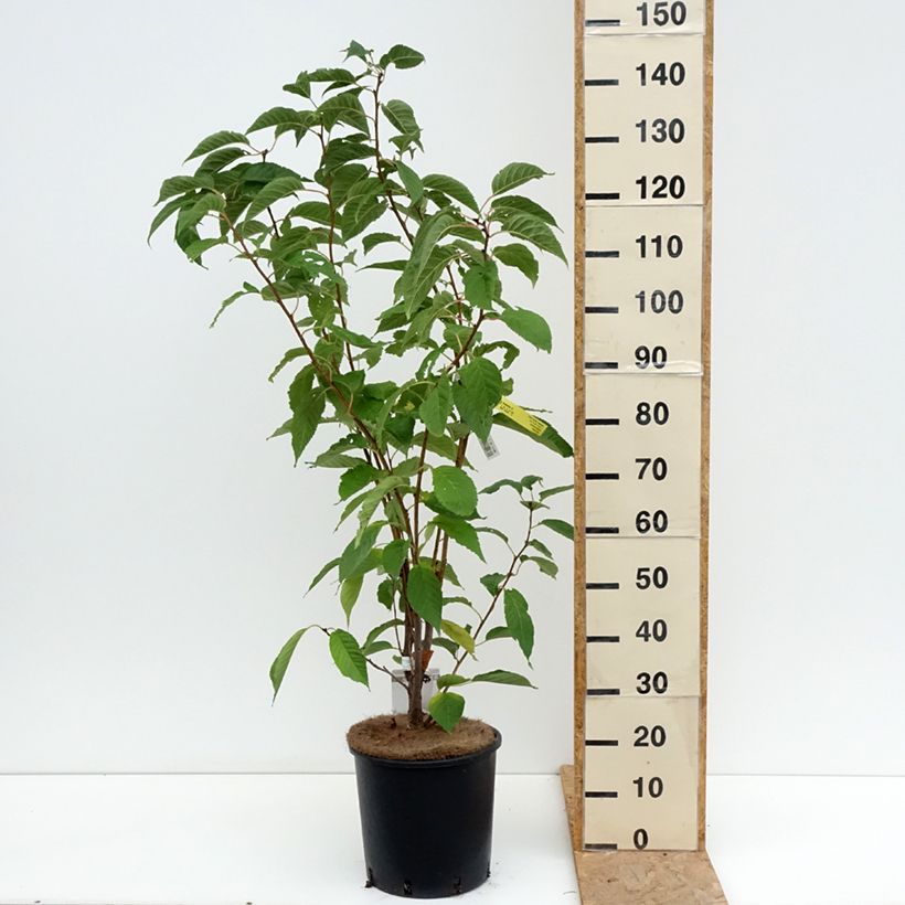 Amostra de Prunus serrulata Amanogawa Vaso de 7,5 L/10 L tal como entregue no verão