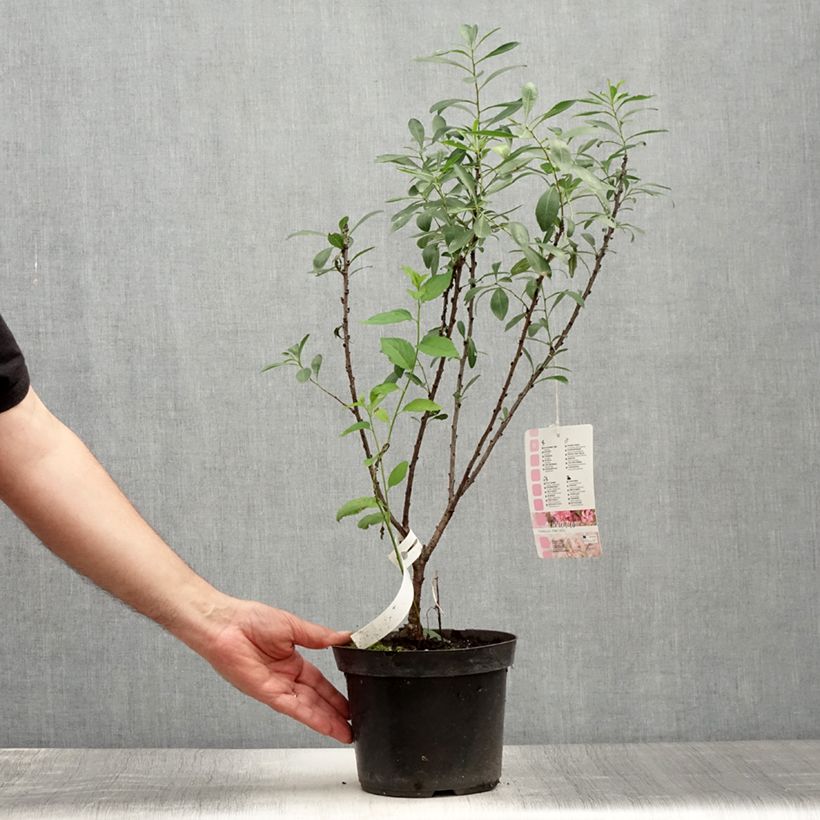Amostra de Prunus tenella Fire Hill Vaso de 3 L/4 L tal como entregue no verão