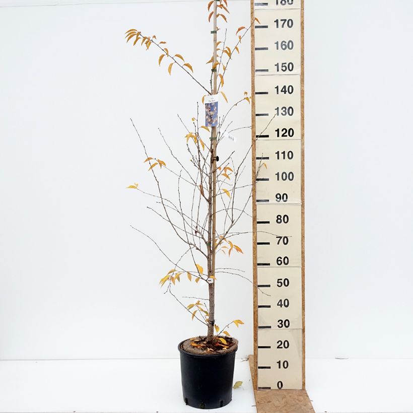 Amostra de Prunus The Bride - Cerejeira de flor Vaso de 12 L/15 L, Haste tal como entregue no outono