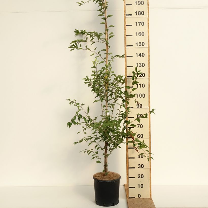Amostra de Prunus The Bride - Cerejeira de flor Vaso de 12 L/15 L, Haste tal como entregue no verão