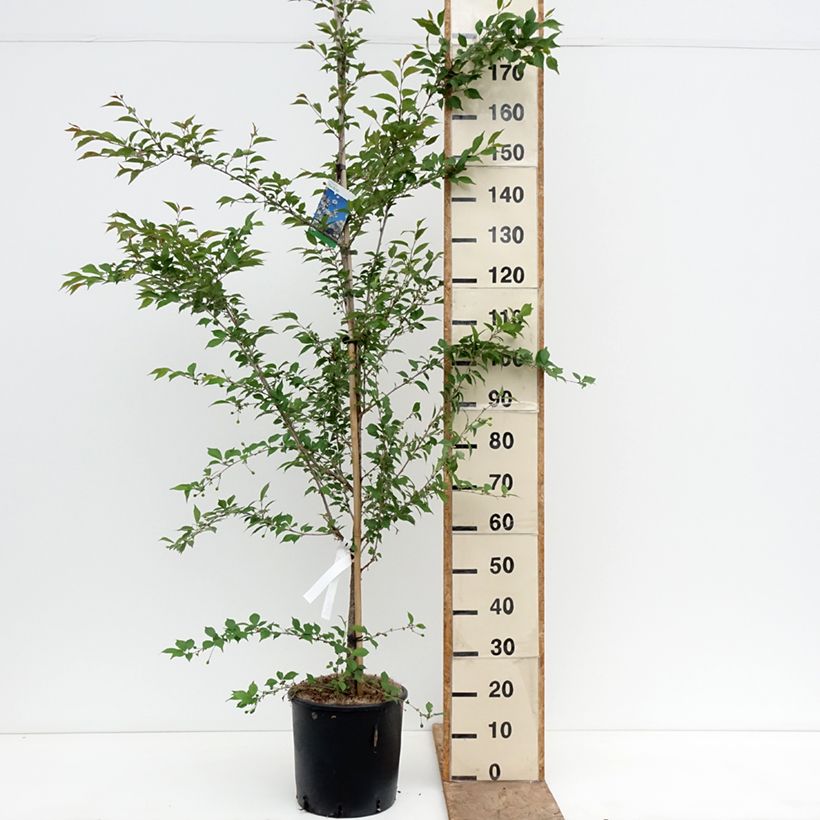 Amostra de Prunus The Bride - Cerejeira de flor Vaso de 12 L/15 L, Haste tal como entregue na primavera