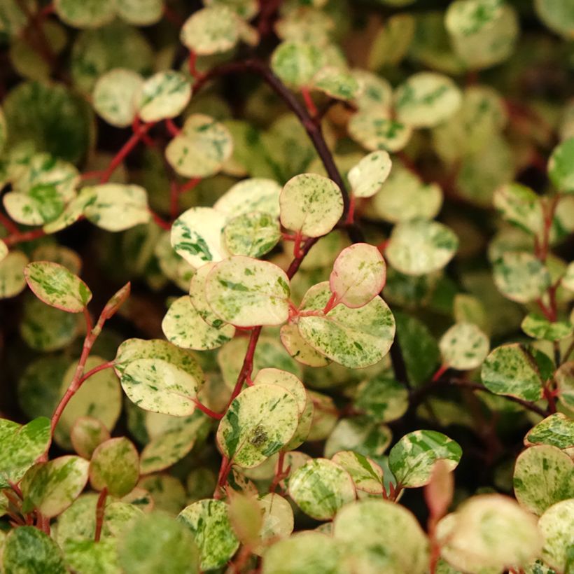 Pseudanthus tasmanicus Radiance (Folhagem)