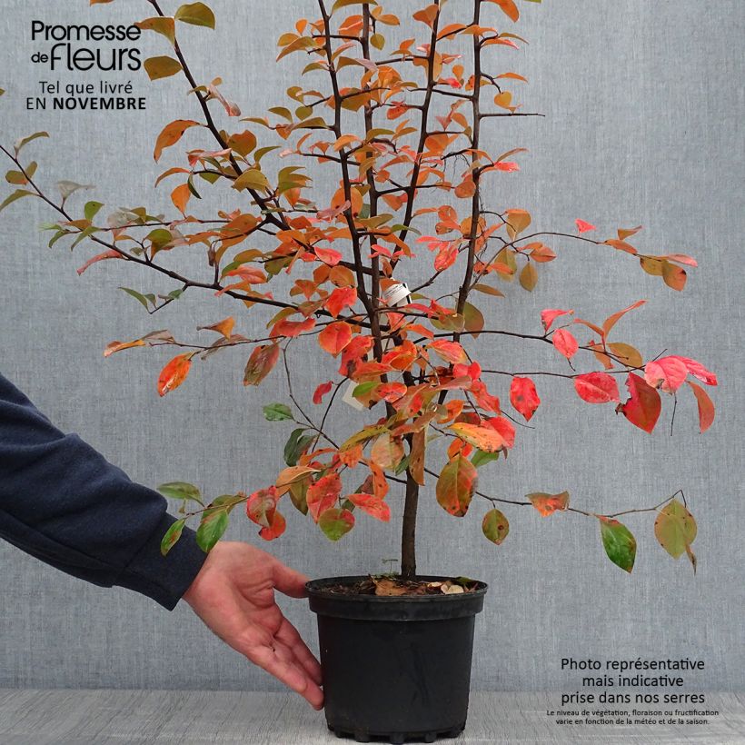 Amostra de Pseudocydonia sinensis Vaso de 3 L/4 L tal como entregue no outono