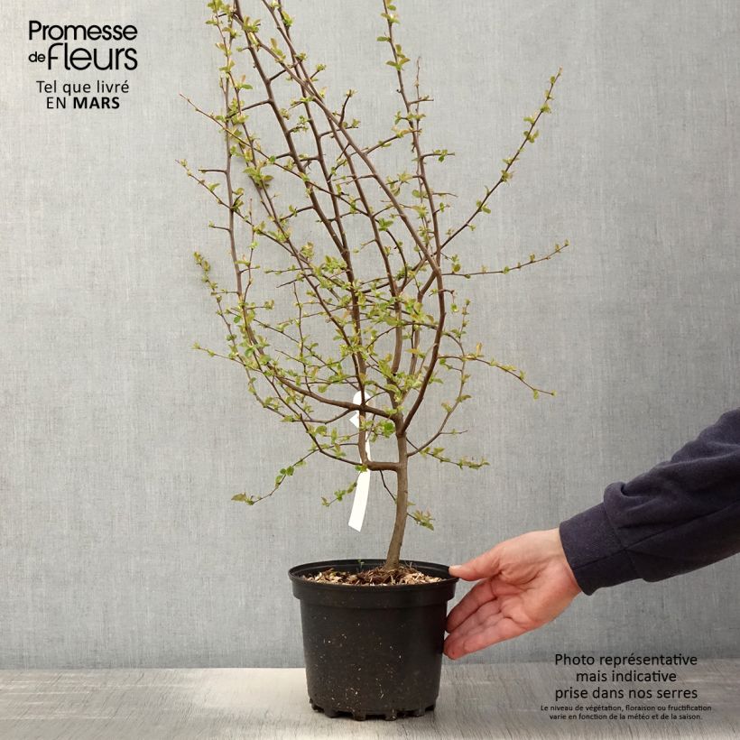 Amostra de Pseudocydonia sinensis Vaso de 3 L/4 L tal como entregue na primavera