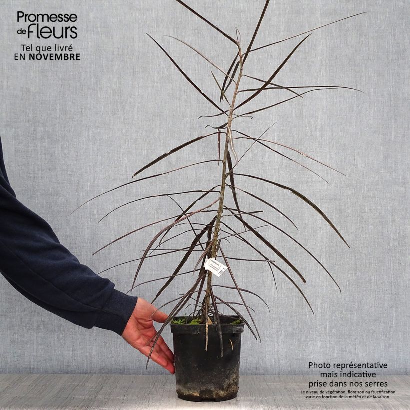 Amostra de Pseudopanax crassifolius Vaso de 2 L/3 L tal como entregue no outono