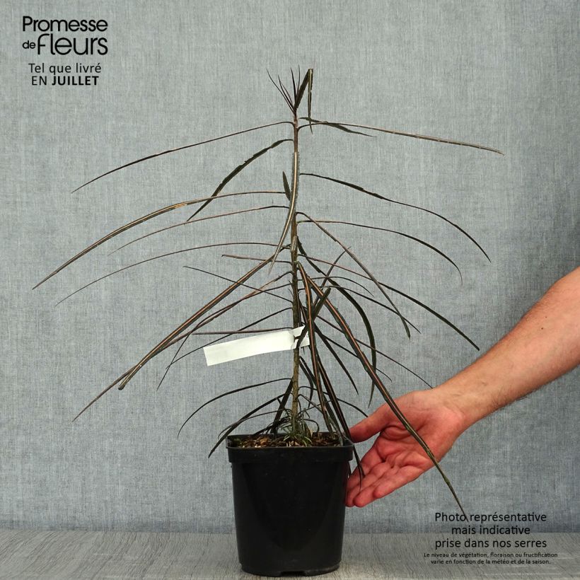 Amostra de Pseudopanax crassifolius Vaso de 2 L/3 L tal como entregue no verão