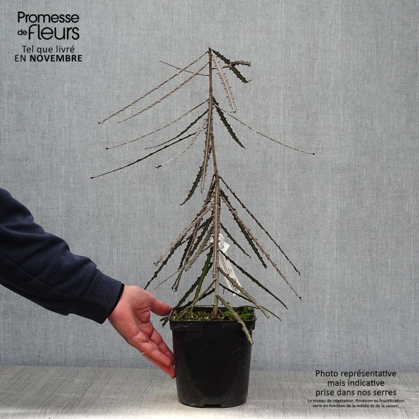 Amostra de Pseudopanax ferox Vaso de 2 L/3 L tal como entregue no outono