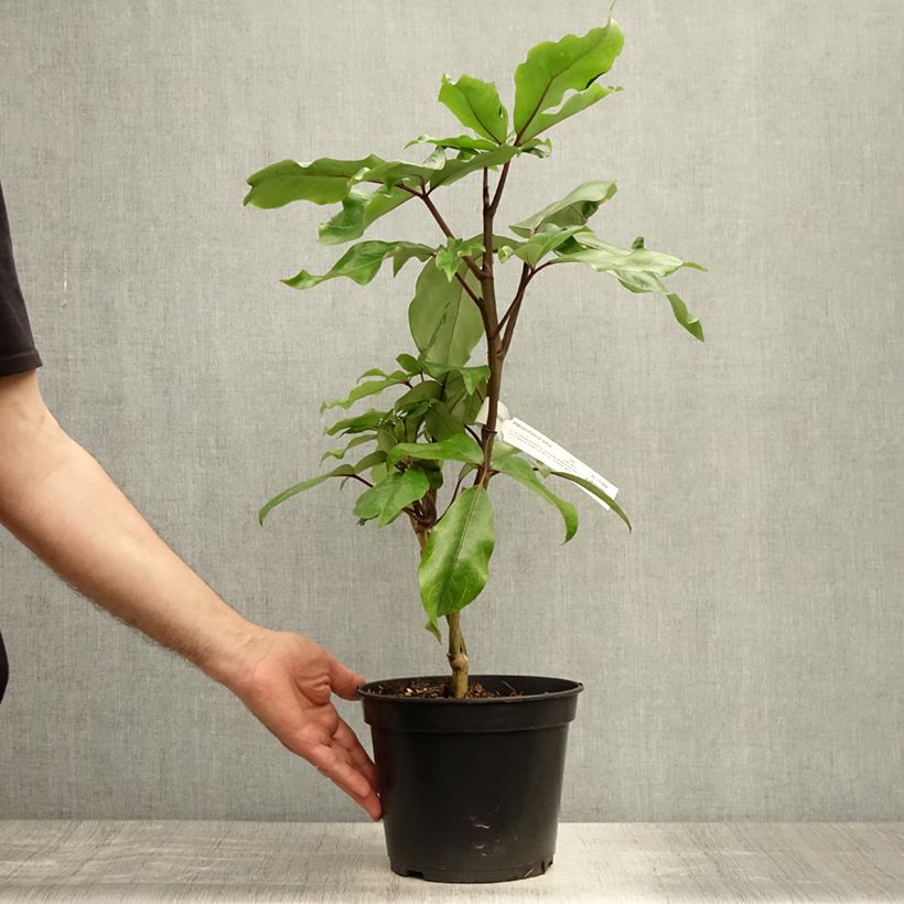 Amostra de Pseudopanax laetus Vaso de 3 L/4 L tal como entregue no verão