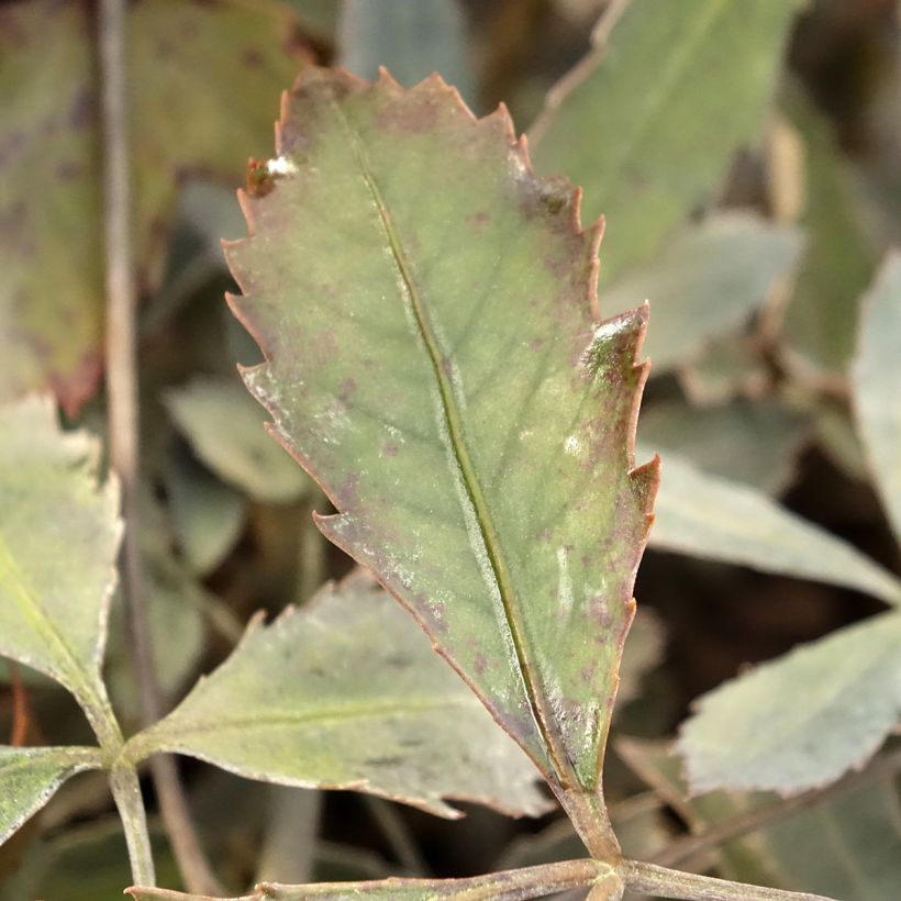 Pseudopanax lessonii Rangatira (Folhagem)