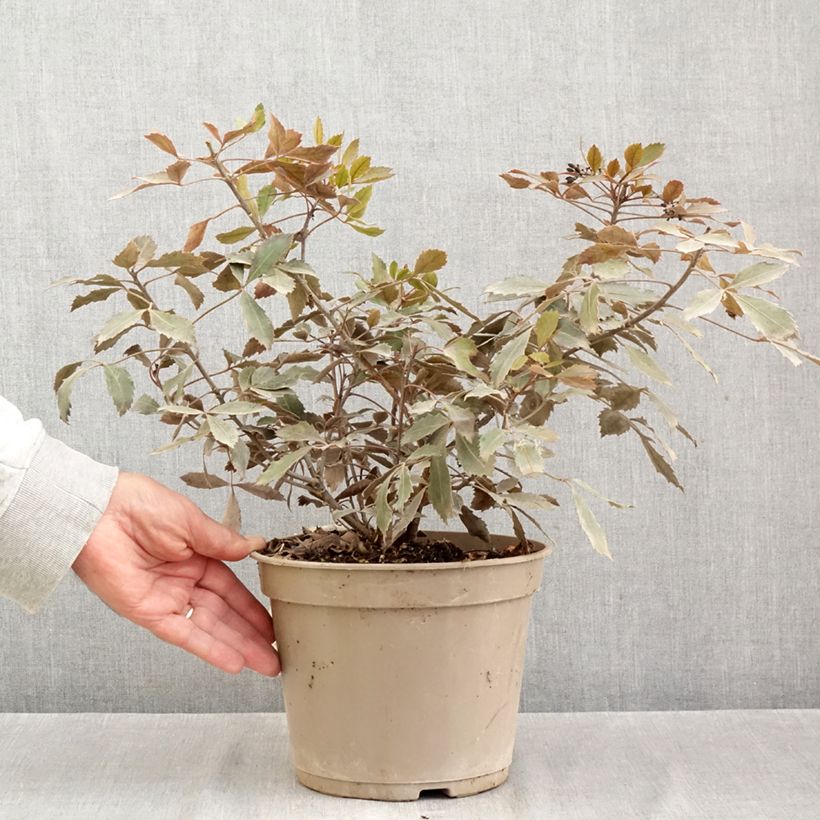 Amostra de Pseudopanax lessonii Rangatira Vaso de 4 L/5 L tal como entregue no outono