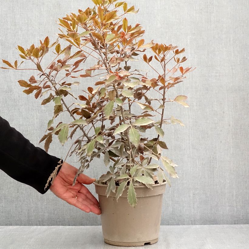 Amostra de Pseudopanax lessonii Rangatira Vaso de 4 L/5 L tal como entregue no verão