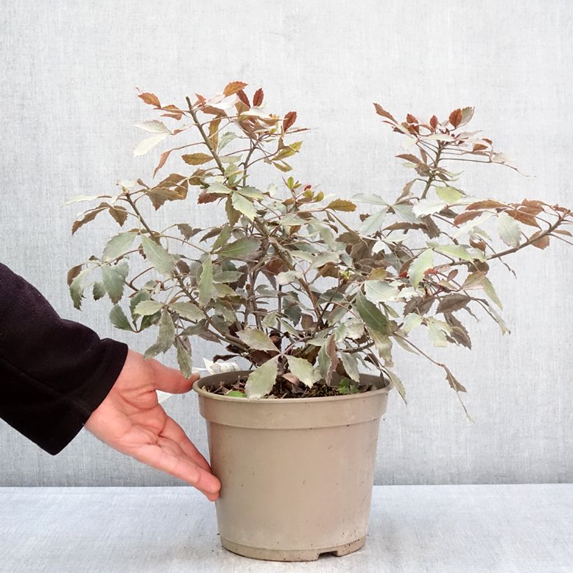 Amostra de Pseudopanax lessonii Rangatira Vaso de 4 L/5 L tal como entregue na primavera