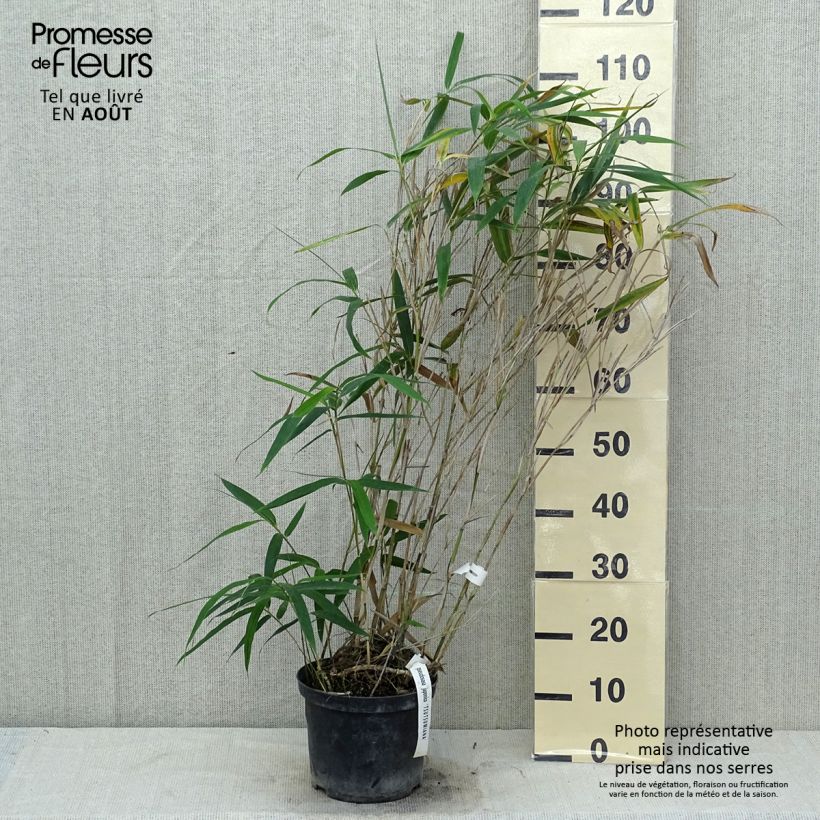 Amostra de Pseudosasa japonica Tsutsumiana Vaso de 4 L/5 L tal como entregue no verão