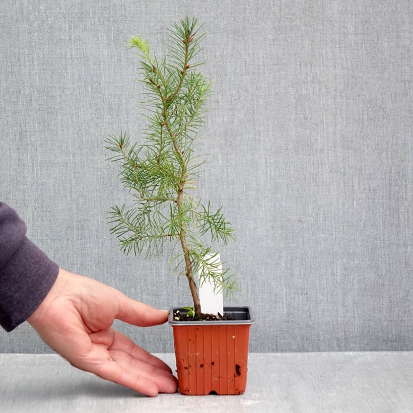 Amostra de Abeto de Douglas Vaso de 8/9 cm tal como entregue no outono