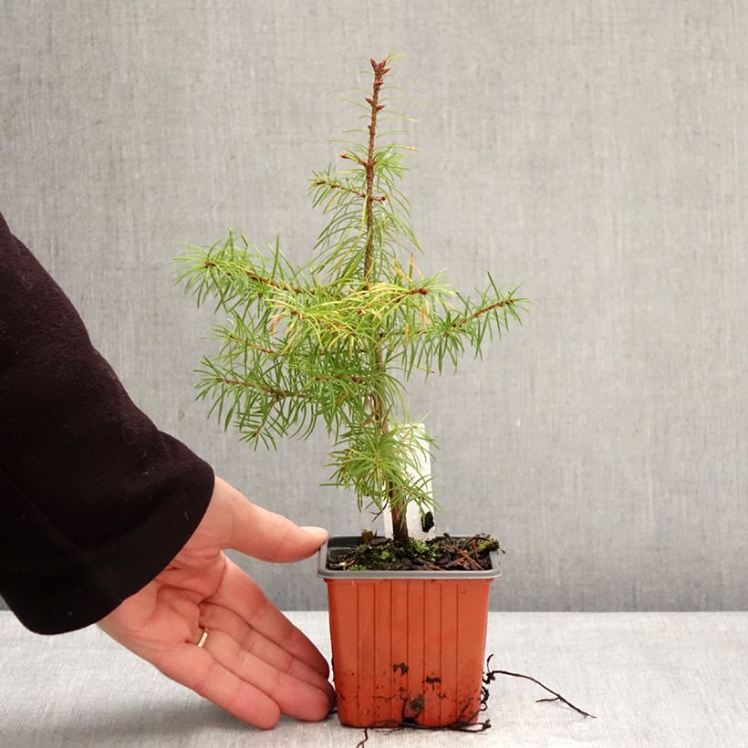 Amostra de Abeto de Douglas Vaso de 8/9 cm tal como entregue no inverno