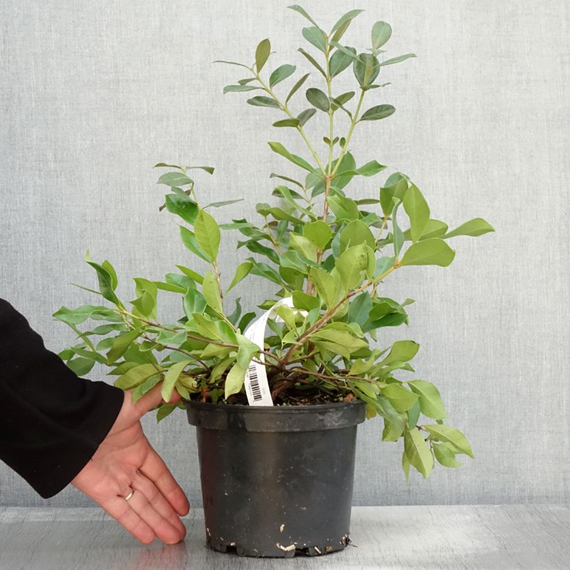 Amostra de Araçá - Psidium cattleianum Vaso de 2 L/3 L tal como entregue no outono