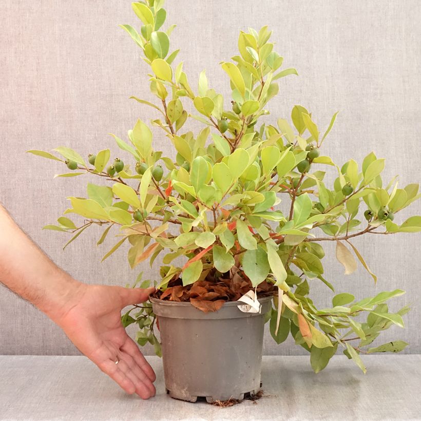 Amostra de Araçá - Psidium cattleianum Vaso de 2 L/3 L tal como entregue no verão