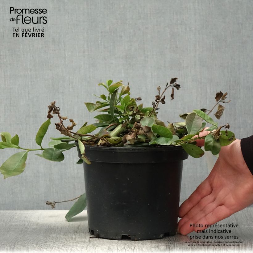 Amostra de Psidium cattleianum - Goyavier de Chine Pot de 2L/3L tal como entregue no inverno