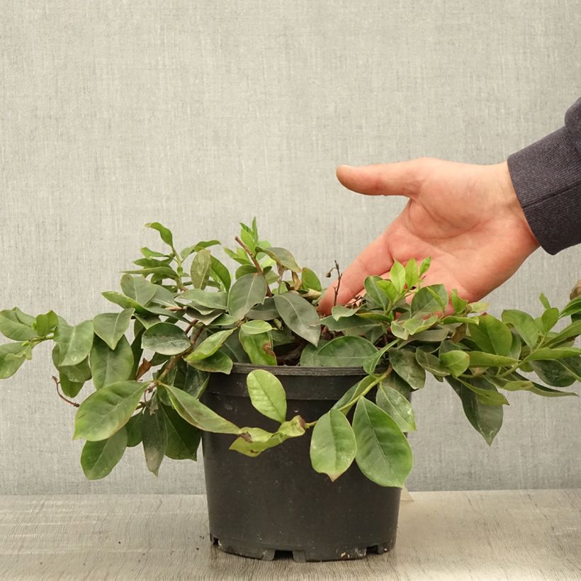 Amostra de Araçá - Psidium cattleianum Vaso de 2 L/3 L tal como entregue na primavera