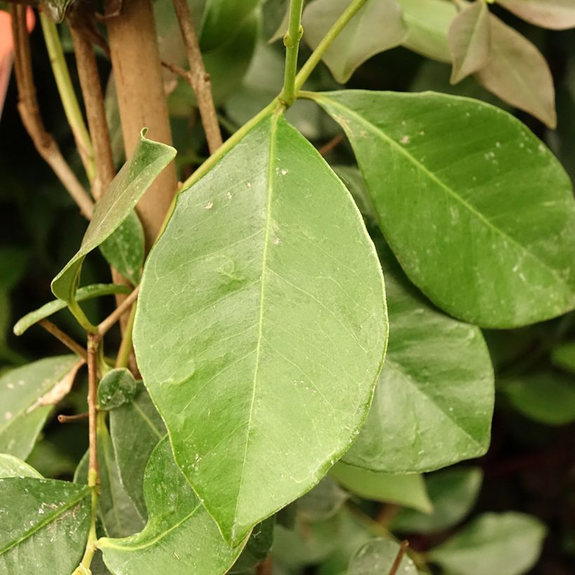 Araçá - Psidium cattleianum (Folhagem)