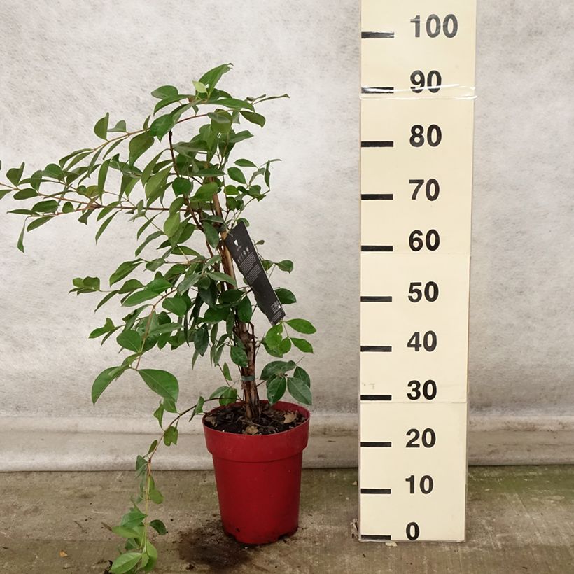 Amostra de Araçá - Psidium cattleianum Vaso de 6 L/7 L tal como entregue no outono