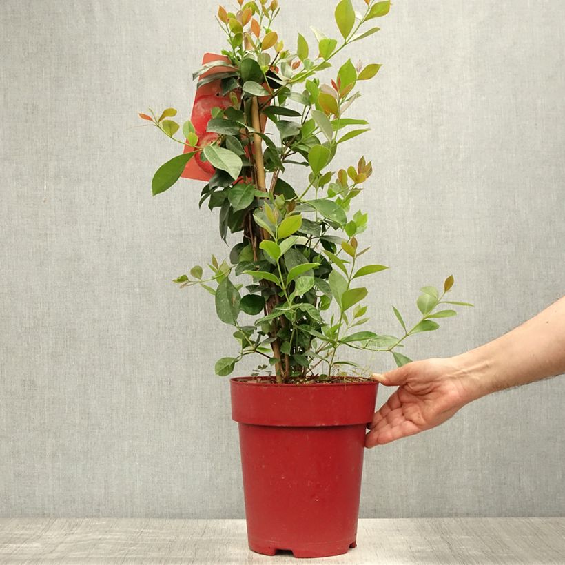 Amostra de Araçá - Psidium cattleianum Vaso de 6 L/7 L tal como entregue no verão