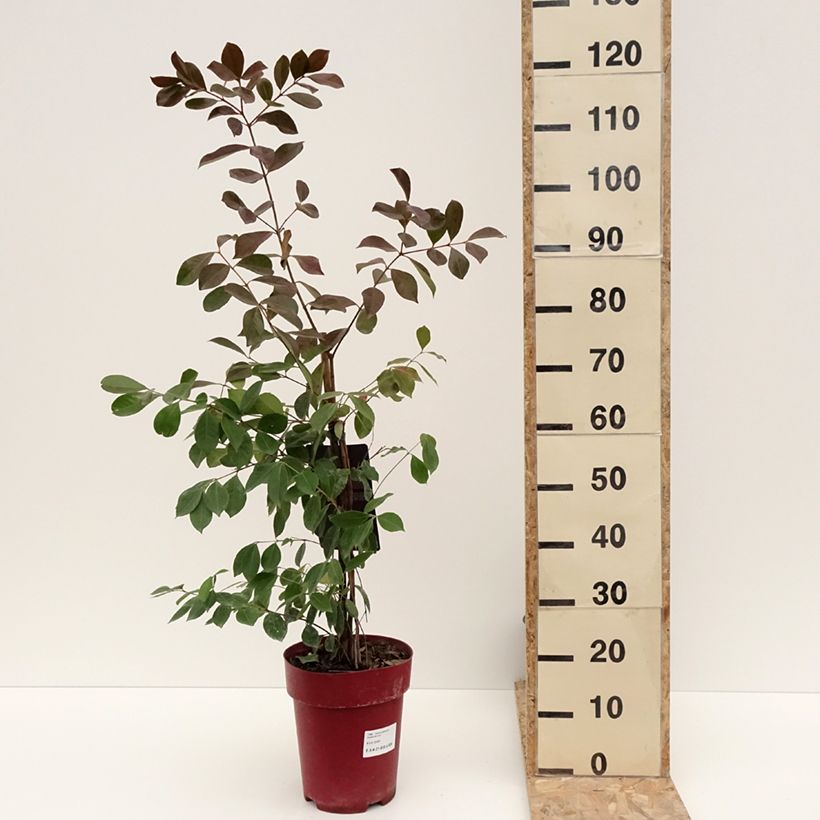 Amostra de Psidium cattleianum - Goyavier de Chine Pot de 6L/7L tal como entregue no inverno